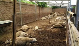 羊圈吃瓜爆料图片搞笑版,笑料横生，爆笑瞬间来袭！